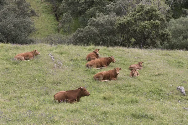 Vacche Vitelli Che Riposano Ruminano Prato Verde Nel Pascolo Primaverile — Foto Stock