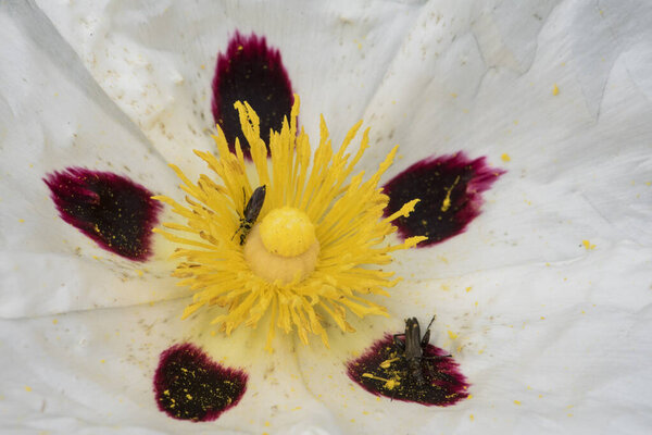 Cistus ladanifer gum rockrose laudanum brown eyed rockrose medium-sized plant with large white flowers with purple spots in the center bright yellow stamens light by flash
