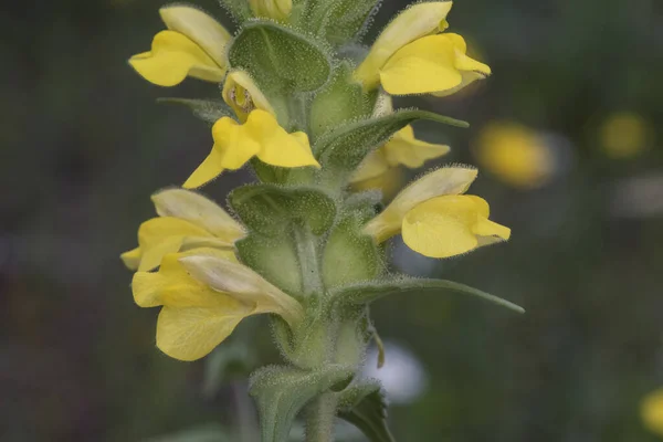 바르트 트렉사고 Bartsia Trixago 핀아름다운 식물로 어두운 조명을 타일이나 모양의 — 스톡 사진