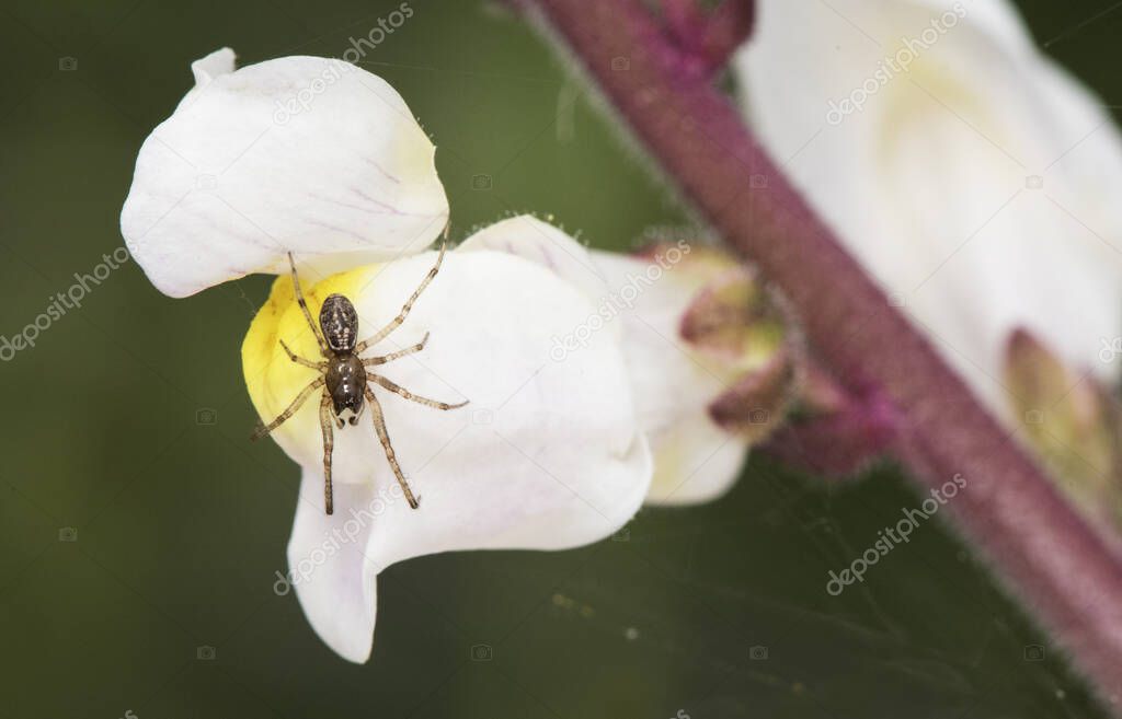 Antirrhinum graniticum subsp onubensis snapdragon flower with dragon shape and white and yellow color full of glandular hairs and on dark green background light by flash