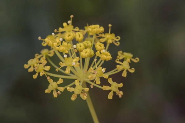 Thapsia Villosa Волосатое Смертоносное Морковное Токсичное Растение Прекрасными Маленькими Желтыми — стоковое фото