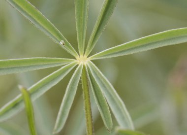 Lupinus angustifolius dar yaprak mavi lupin baklagilleri yeşil arka plan ışıklı dar yeşil yapraklar