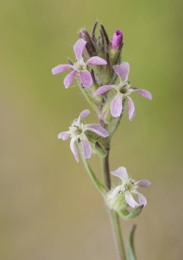 Silene gallica yaygın catchfly küçük pembe ya da beyaz yıldız şekilli çiçekler bulanık yeşil arka plan ışığı