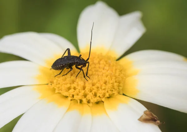 Glebionis Coronaria Crown Daisy Velký Květ Bílém Žlutém Světle Bleskem — Stock fotografie