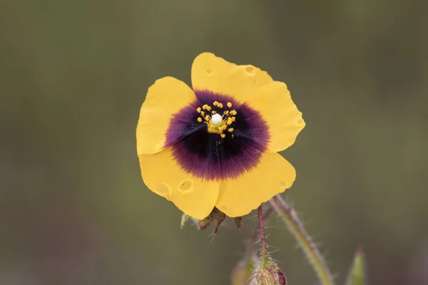 Xolantha Tuberaria Guttata Spotted Rock Rose Small Spectacular Flower Intense — Stock Photo, Image