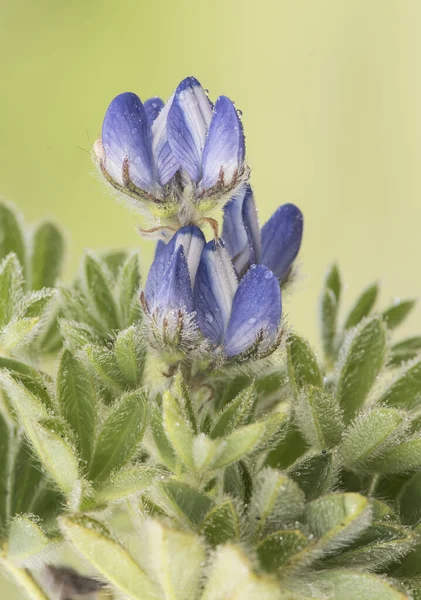 Lupinus Micranthus Lupinengrüne Hülsenfrüchte Mit Schönen Blauen Und Weißen Blüten — Stockfoto