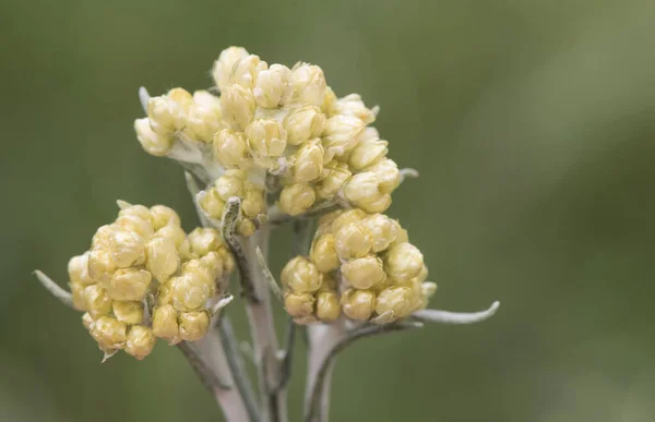 Helichrysum Stoechas Common Shrubby Everlasting Aromatic Plant Yellow Flower Umbels — Stock Photo, Image