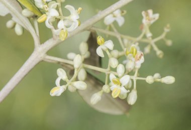 Olea europaea soluk sarı puantiyeli küçük beyaz çiçekler ve bazı tomurcuklar hala yanıp sönüyor.