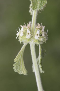 Marrubium vulgare beyaz veya yaygın horehound kül yeşil bitki küçük sarımsı beyaz çiçekler ışık yanıp sönüyor