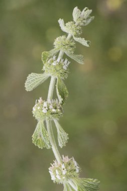 Marrubium vulgare beyaz veya yaygın horehound kül yeşil bitki küçük sarımsı beyaz çiçekler ışık yanıp sönüyor