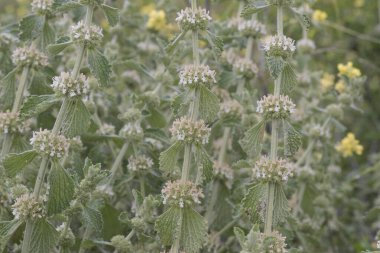 Marrubium vulgare beyaz veya yaygın horehound kül yeşil bitki küçük sarımsı beyaz çiçekler ışık yanıp sönüyor