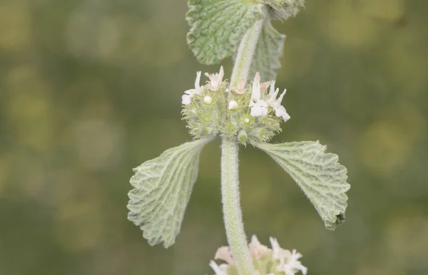 マルルビウムバルガレ白または一般的なホーランド灰緑色の植物で 小さな黄白色の花をフラッシュで照らします — ストック写真