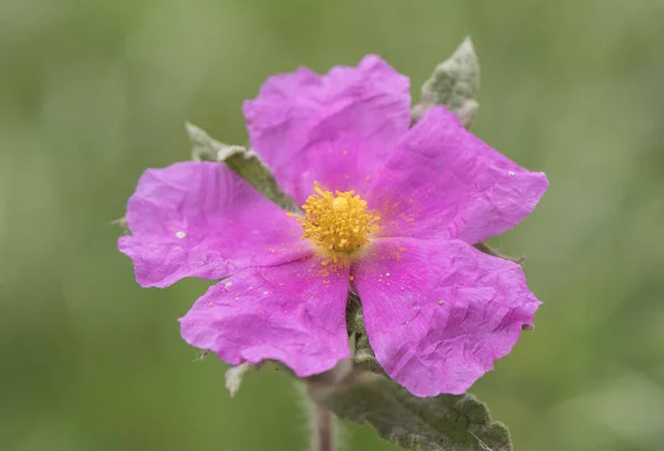 Cistus Albidus Šedé Listy Cistus Velký Růžový Květ Centrální Části — Stock fotografie