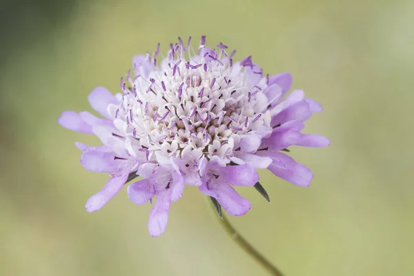 Scabiosa Atropurpurea Nadelkissen Blütenpflanze Mit Schönen Lila Und Weißen Blüten — Stockfoto