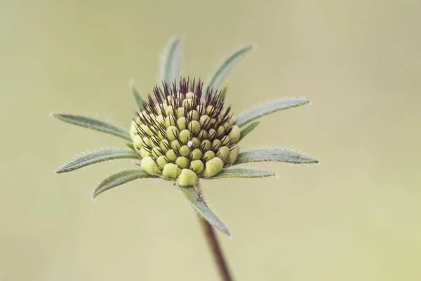 Scabiosa Atropurpurea Pincushion Çiçeği Narin Yeşil Arka Planda Mor Beyaz — Stok fotoğraf