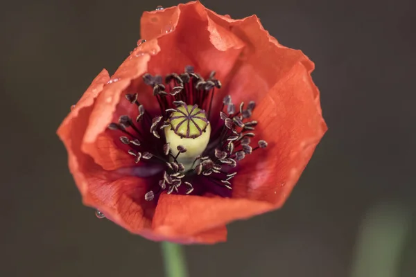 パパヴェル ピナチフィトゥム地中海強烈な赤い色のポピーの花黒い雄しべ緑色の雌しべと毛深い茎の光によってフラッシュ — ストック写真