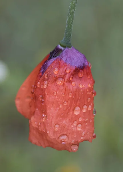 Papaver Pinnatifidum Mediterranean Poppy Fleur Couleur Rouge Intense Étamines Noires — Photo