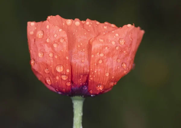 Papaver Pinnatifidum Mediterranean Poppy Fleur Couleur Rouge Intense Étamines Noires — Photo