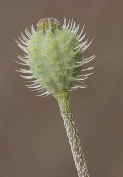 Papaver Hybridum Rond Tête Épineuse Coquelicot Petite Fleur Aux Pétales — Photo