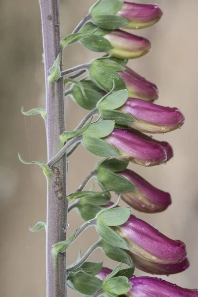 Digitalis Purpurea Közönséges Lila Foxkesztyű Szép Növény Piros Vagy Lila — Stock Fotó