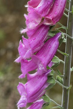 Digitalis purpurea sık rastlanan mor bir yüksükotu kırmızı veya mor çiçek çubukları ışıklı güzel bir bitki