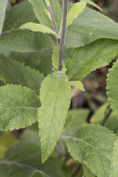 Digitalis Purpurea Лисья Перчатка Растение Хорошего Размера Грубые Волосатые Листья — стоковое фото