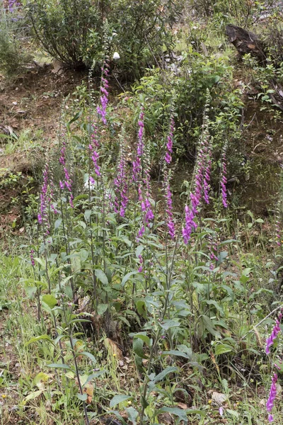 Digitalis Purpurea Guante Zorro Púrpura Común Planta Encantadora Con Varillas —  Fotos de Stock