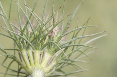 Bu bitkinin Daucus carota yaprakları, aralarındaki örümceğin ışıkla yanıp söndüğü birbirine dolanmış yeşil lifler gibi görünüyor.