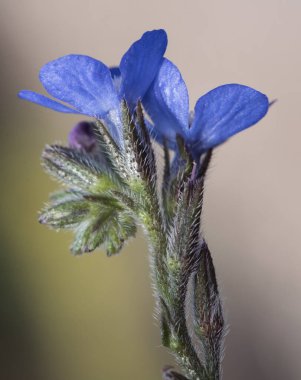 Anchusa azurea İtalyan böcek önleyici kıllı bitki, yeşilimsi arka plan ışığı üzerinde yoğun elektrik mavisi renginde küçük çiçekler var.