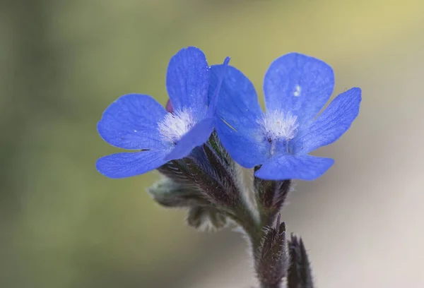 Anchusa Azurea Włoski Owłosione Owłosione Roślin Małymi Kwiatami Intensywnego Niebieskiego — Zdjęcie stockowe