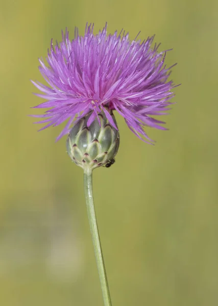 Mantisalca Salmantica Dolchblume Buschige Pflanze Mit Tiefrosa Blüten Und Grünen — Stockfoto