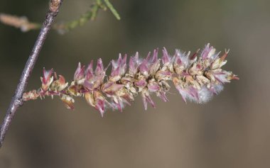 Tamarix africana Afrika tamarisk çalısı ya da küçük yeşil yapraklı küçük ağaç odaklanmamış yeşil arka planda küçük beyaz çiçekler