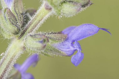 Salvia officinalis adaçayı, orta boy, yoğun mavi çiçekli, yeşil arka planda parlak ışık saçan salyangoz.