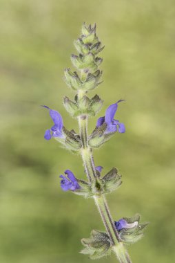 Salvia officinalis adaçayı, orta boy, yoğun mavi çiçekli, yeşil arka planda parlak ışık saçan salyangoz.