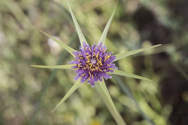 Tragopogon Porrifolius Μωβ Κοινή Λαγόχορτο Λουλούδι Καλού Μεγέθους Σχήμα Αστεριού — Φωτογραφία Αρχείου