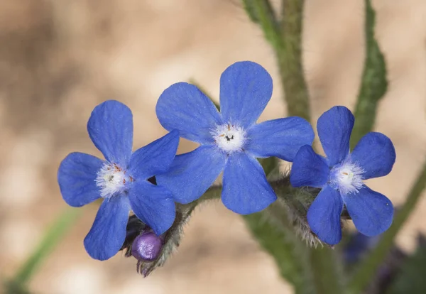 Anchusa Azurea Итальянский Bugloss Среднего Размера Волосатое Растение Красивыми Электрическими — стоковое фото