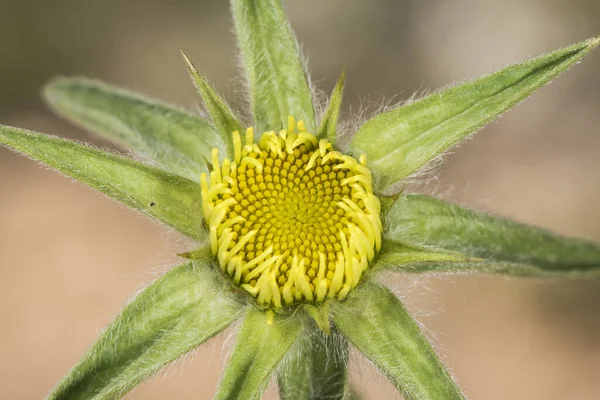 Pallenis Spinosa Stachelsternkraut Oder Goldener Stern Mittelgroße Pflanze Mit Schönen — Stockfoto