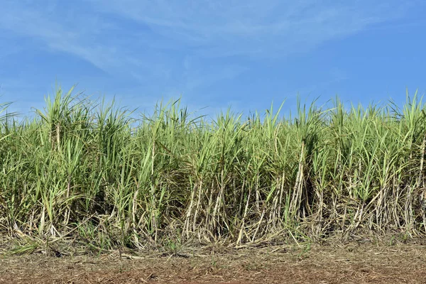 Sugar cane, grassy of the genus Saccharum, used on a large scale in tropical countries for the production of sugar and ethanol, in Cordeiropolis, SP, Brazil