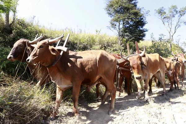 Bullock cart or ox cart, one of the most primitive means of tran