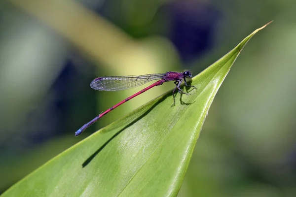 Libelula Dragonfly