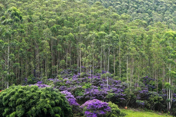 Eucalyptus plantation interspersed with spontaneous flowering glory trees, or Quaresmeiras. Serra da Mantiqueira. Sao Paulo state. Brazil