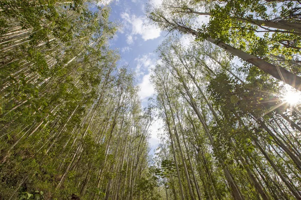 Eucalyptus plantation seen from the bottom up. Wide angle lens. Brazil