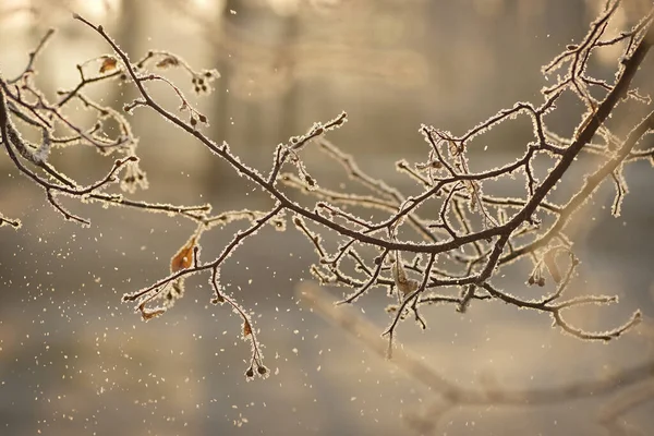 Silhueta close-up de ramo de árvore marrom brilhante coberto com gelo e neve. Antecedentes da floresta nevada enevoada — Fotografia de Stock