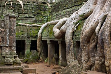 Angkor Wat Ta Prohm Tapınağı 'nın büyüleyici manzarası büyük ağaç kökleri ile kaplanmış, yakın plan, Kamboçya Angkor