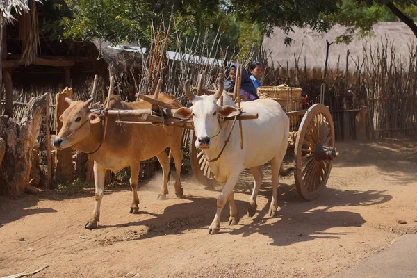 Bagan, Birmania Myanmar - 3 de diciembre de 2012. Carro de toros con mujeres birmanas. Dos toros beige. La vida local en la aldea birmana — Foto de Stock