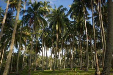 Beautiful romantic view of green garden with palm trees. Green crowns, heigh trunks, bright green grass and blue sky