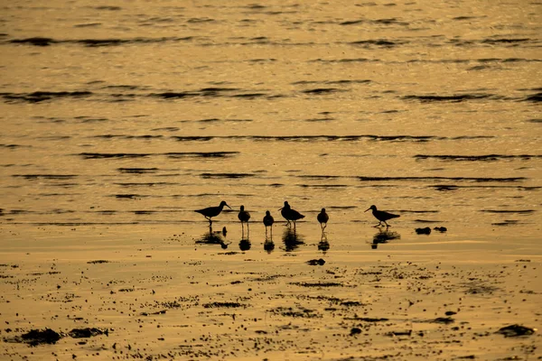 Ptaki Plaży Zachodzie Słońca — Zdjęcie stockowe