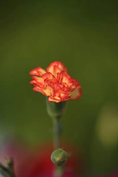 Karafiát Květ Zeleném Pozadí — Stock fotografie