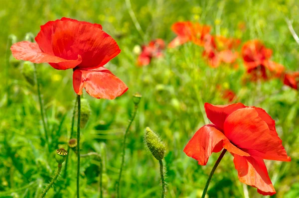 Papaveri selvatici, pianta erbacea con fiori appariscenti, linfa lattiginosa, e — Foto Stock