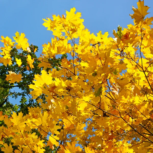 Ramas de árboles y hojas amarillas de otoño contra el cielo azul — Foto de Stock